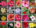 Chinese hibiscus
